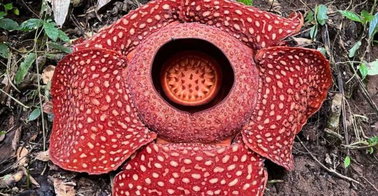 11 Mysterious Plants That Have No Known Scientific Explanation