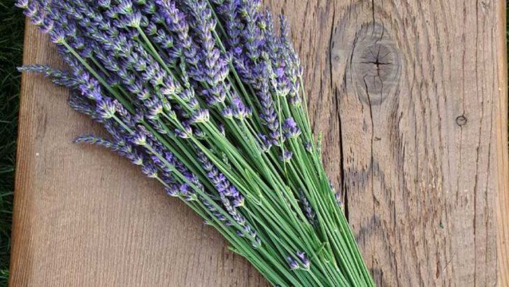 14 Plants That Act as Natural Pest Repellents for Your Home and Garden