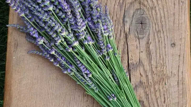 14 Plants That Act as Natural Pest Repellents for Your Home and Garden