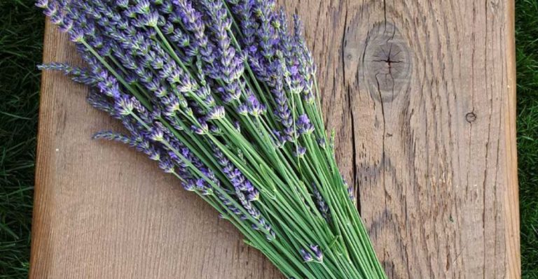 14 Plants That Act as Natural Pest Repellents for Your Home and Garden