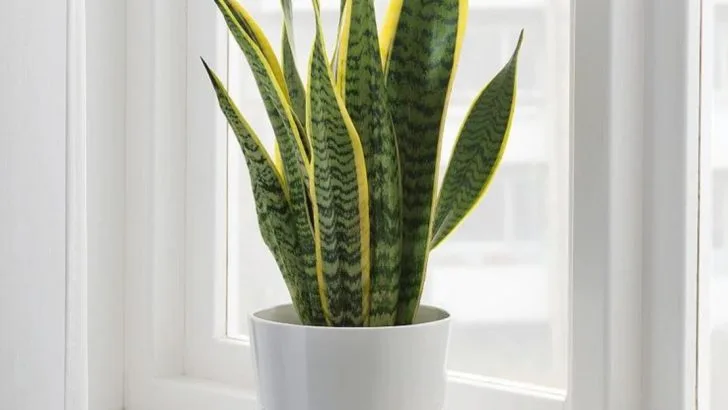 14 Plants That Grow Better with Music