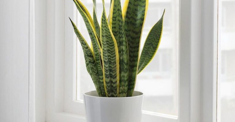 14 Plants That Grow Better with Music