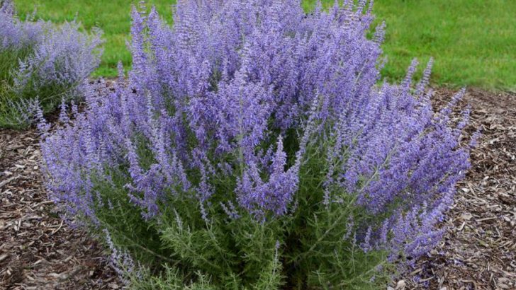 14 Plants With Flowers That Look Like Lavender