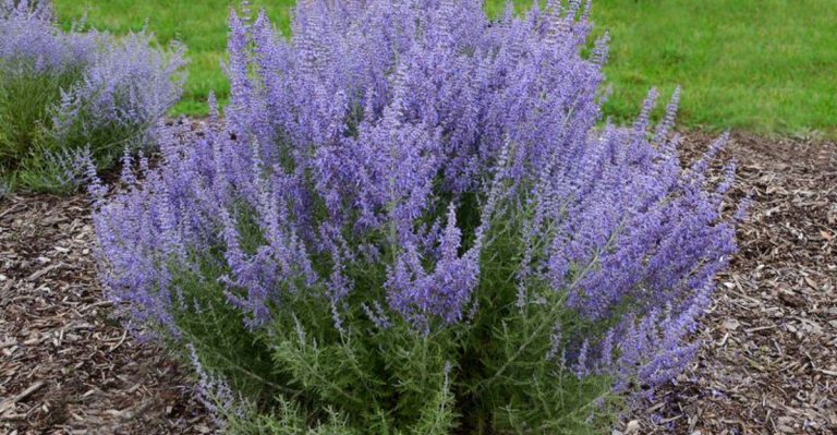 14 Plants With Flowers That Look Like Lavender