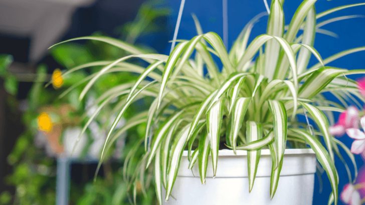 14 Powerful Air-Purifying Plants That Improve Indoor Air Quality