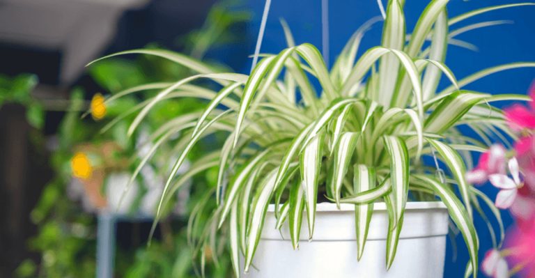 14 Powerful Air-Purifying Plants That Improve Indoor Air Quality