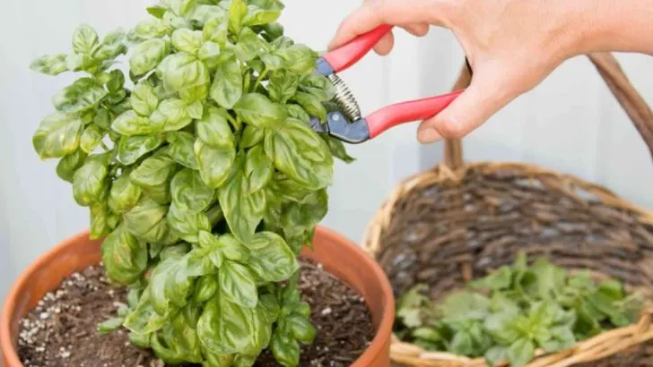 14 Pruning Tricks to Keep Your Basil Growing Forever