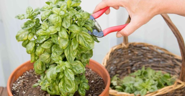 14 Pruning Tricks to Keep Your Basil Growing Forever