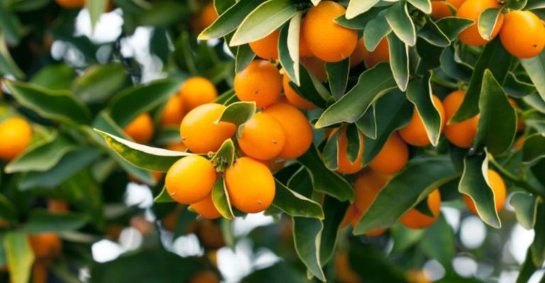 14 Rare Fruits You Can Grow in Your Backyard (Even in Small Spaces)
