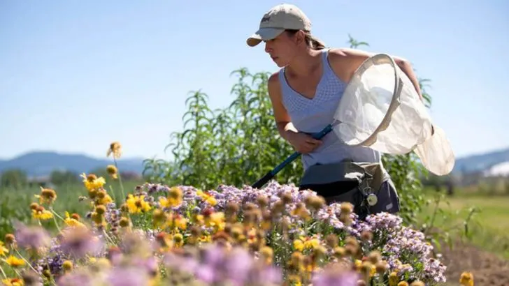 14 Reasons Farmers Are Choosing Wildflowers Over Pesticides