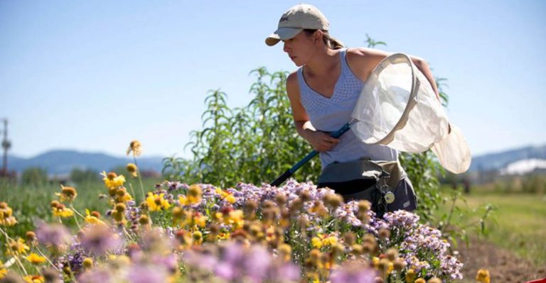 14 Reasons Farmers Are Choosing Wildflowers Over Pesticides