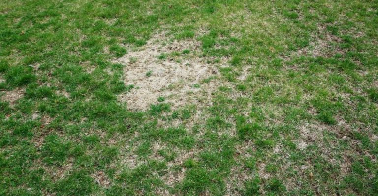 14 Reasons For Unwanted Brown Spots In Your Lawn & What You Can Do About It