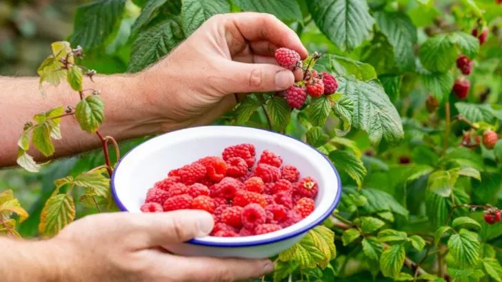14 Secrets to Grow Raspberries at Home and Get Bigger Harvests