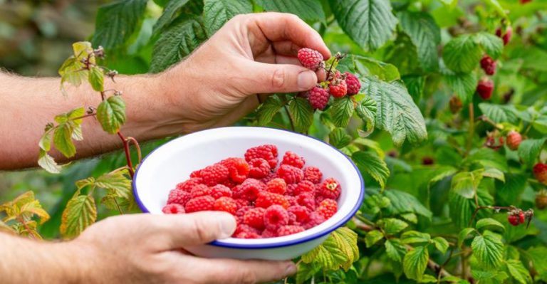 14 Secrets to Grow Raspberries at Home and Get Bigger Harvests