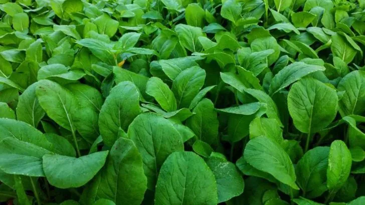 14 Simple Steps to Harvesting Your Own Mustard Greens at Home