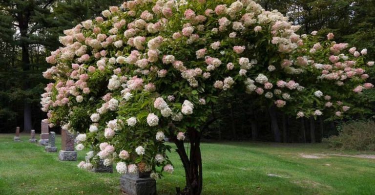 14 Simple Steps to Turn a Hydrangea Bush Into a Stunning Tree