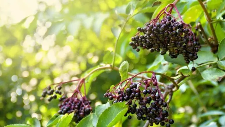 14 Steps to Grow Elderberries from Cuttings the Easy Way