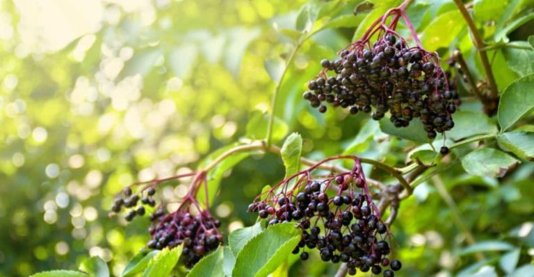 14 Steps to Grow Elderberries from Cuttings the Easy Way