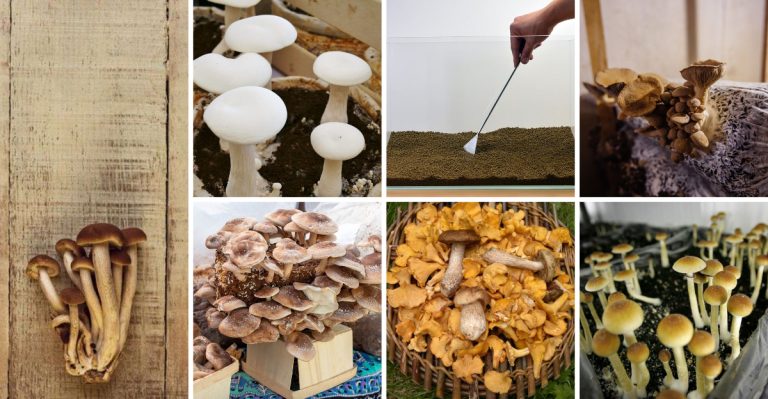14 Steps to Growing Your Own Mushrooms at Home