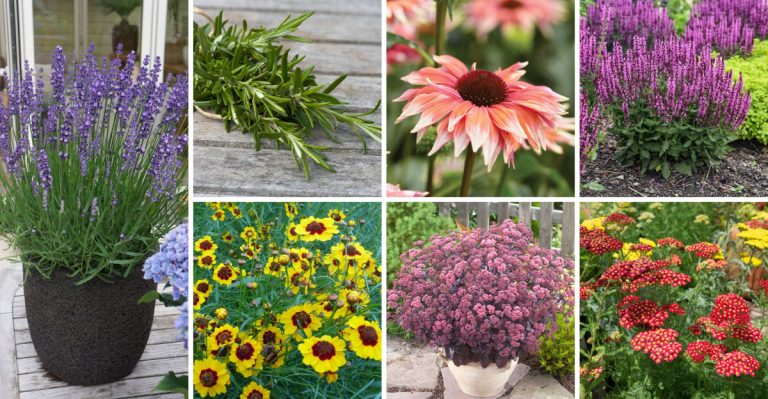 14 Stunning Companion Plants for Dianthus
