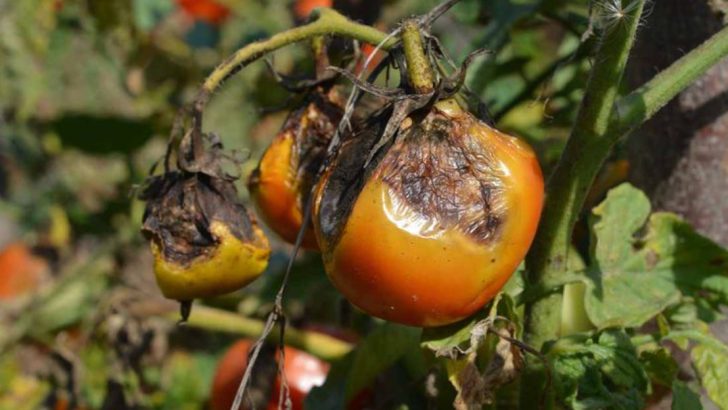 14 Things That Go Wrong with Tomatoes (Splitting and More)