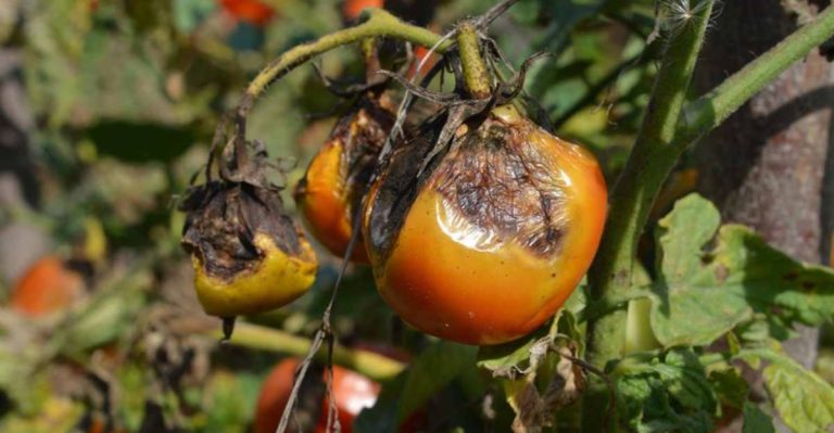 14 Things That Go Wrong with Tomatoes (Splitting and More)