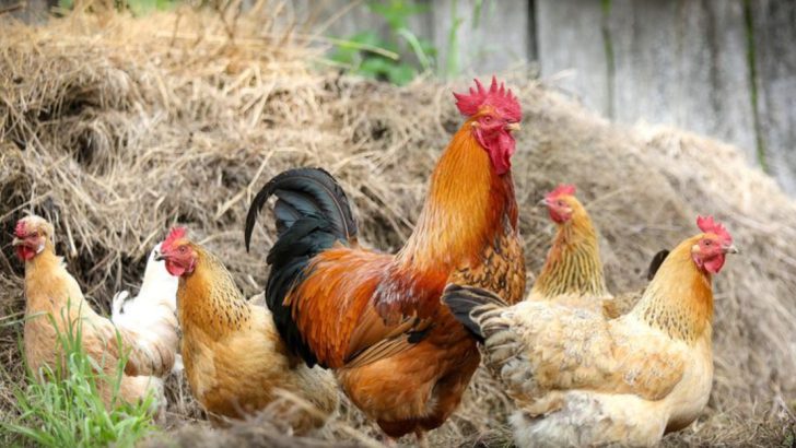 14 Things You Need To Know Before Getting Chickens