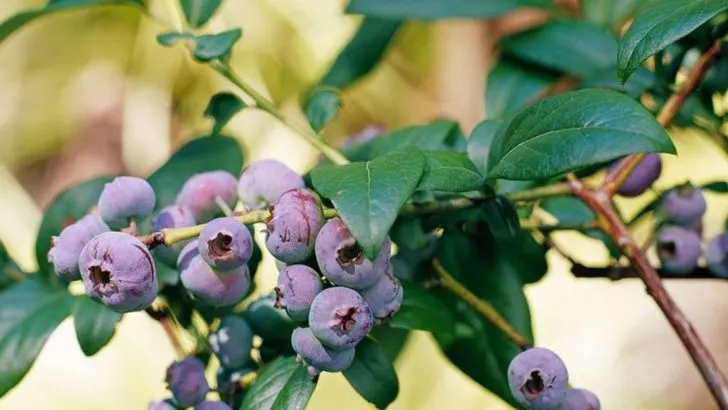 14 Tips to Grow Delicious ‘Yummy’ Blueberries in Your Spring Garden