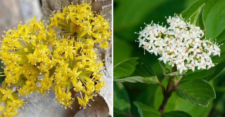 14 Types of Dogwood Trees and How to Care for Them