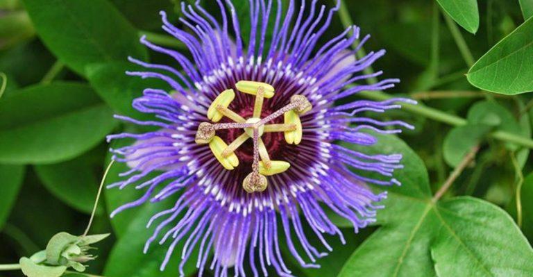 14 Unusual Climbing Plants That Add a Unique Touch to Any Garden