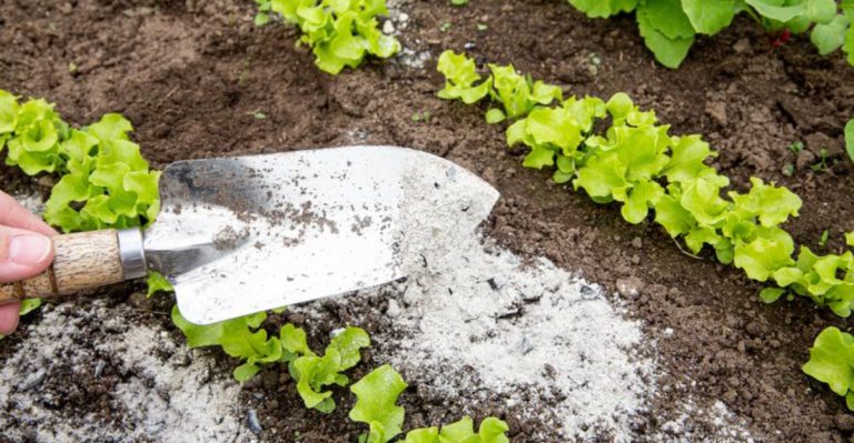 14 Uses for Wood Ash That Transform Your Garden