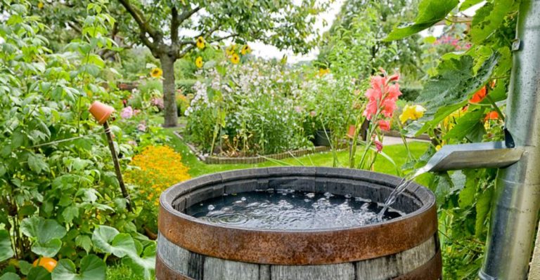 14 Ways to Hydrate Southern Plants Without Wasting Water