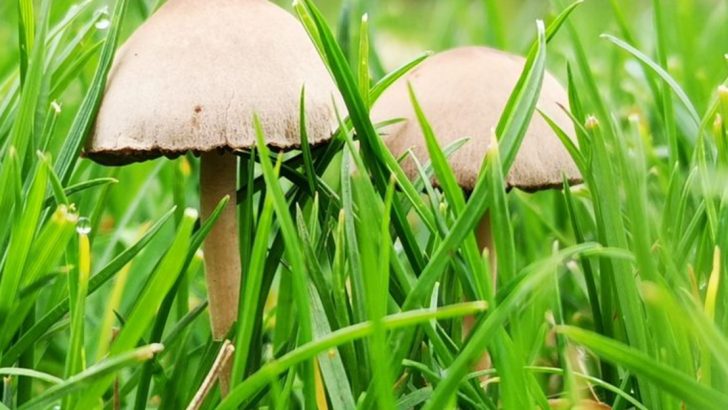 14 Ways to Use Mushrooms in Your Garden (Beyond Eating Them)