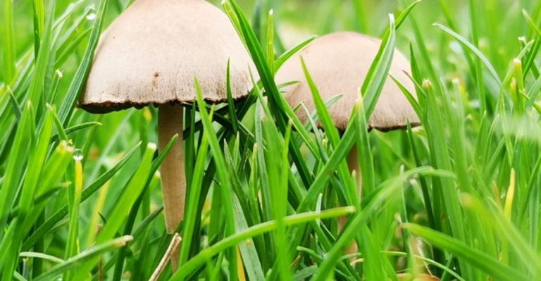 14 Ways to Use Mushrooms in Your Garden (Beyond Eating Them)