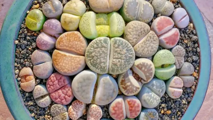 15 Bizarre Plants That Could Revolutionize Your Garden Design