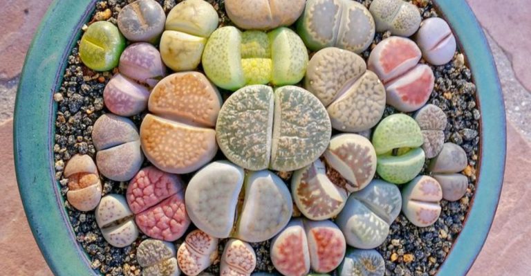 15 Bizarre Plants That Could Revolutionize Your Garden Design