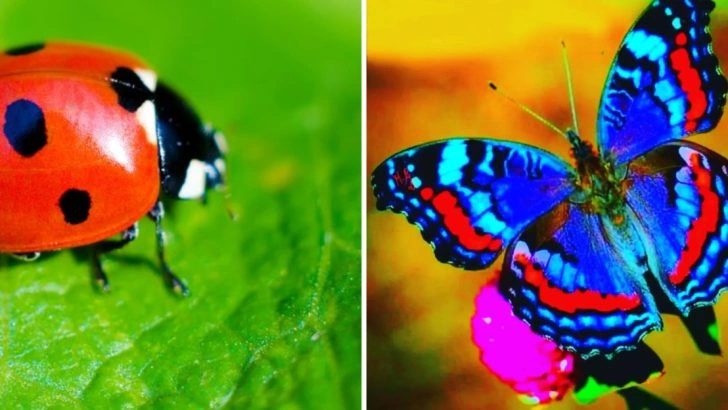 15 Bugs That Are Good for Your Garden (And Some to Watch Out For)