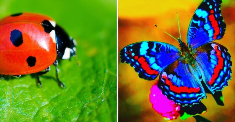 15 Bugs That Are Good for Your Garden (And Some to Watch Out For)