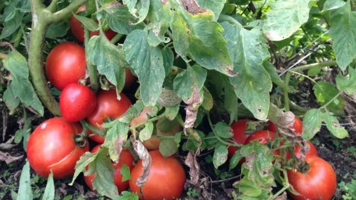 15 Common Tomato Growing Mistakes and How to Avoid Them