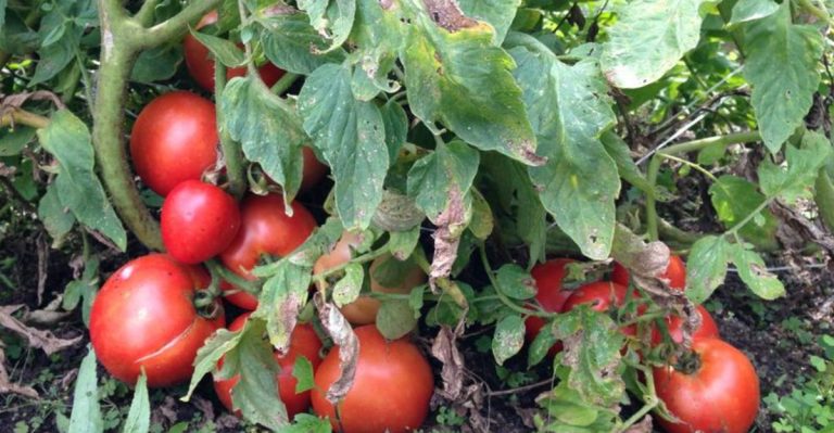 15 Common Tomato Growing Mistakes and How to Avoid Them