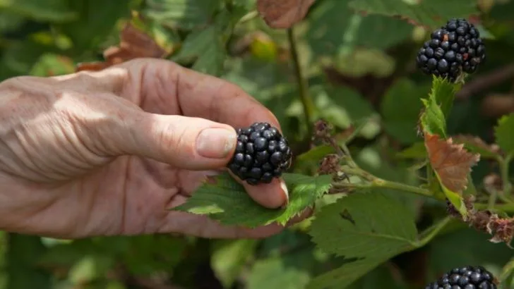 15 Essential Tips for Successfully Growing Blackberries at Home