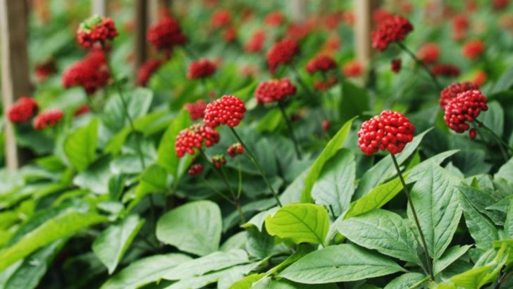 15 Expert Tips for Growing Ginseng That Will Thrive in Your Garden