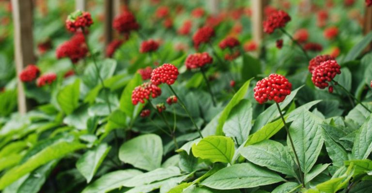 15 Expert Tips for Growing Ginseng That Will Thrive in Your Garden