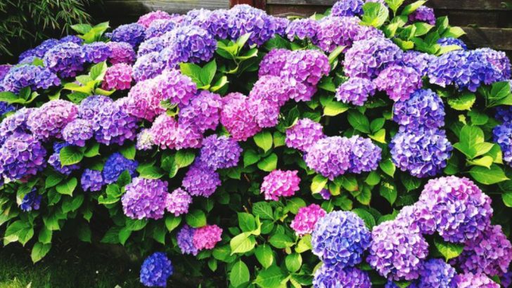 15 Flowers That Change Color Throughout the Seasons