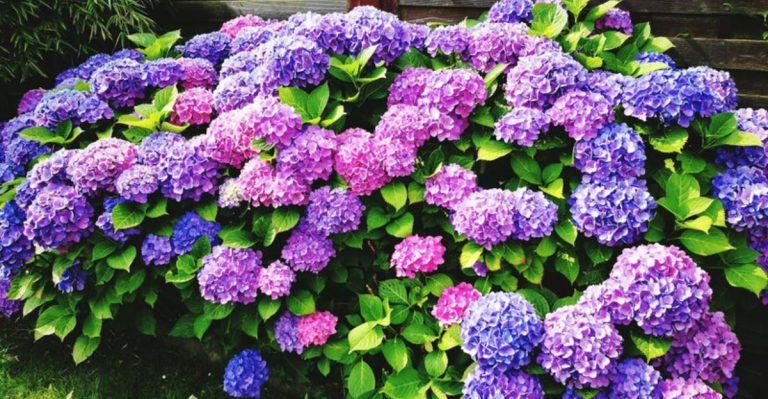 15 Flowers That Change Color Throughout the Seasons