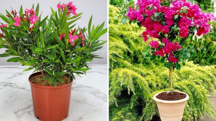 15 Flowers That Thrive in Hot Climates