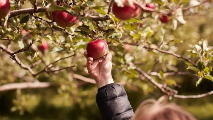 15 Must-Know Tips for Growing and Harvesting Baldwin Apples Like a Pro