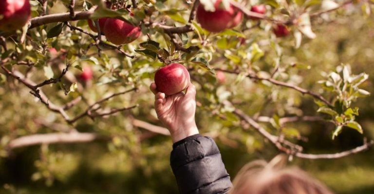 15 Must-Know Tips for Growing and Harvesting Baldwin Apples Like a Pro