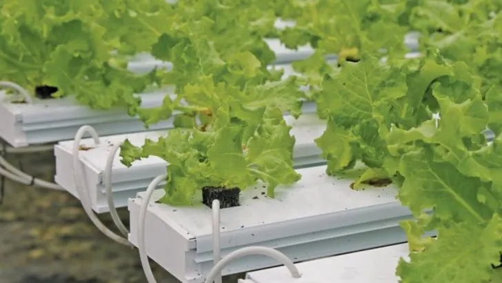 15 Must-Know Tips for Successful Hydroponic Gardening