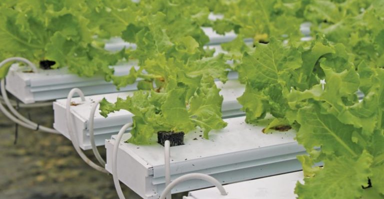 15 Must-Know Tips for Successful Hydroponic Gardening